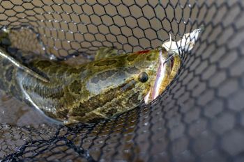 A green and brown northern snakehead fish caught in a net.