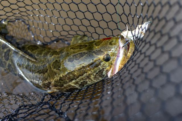 A green and brown northern snakehead fish caught in a net.