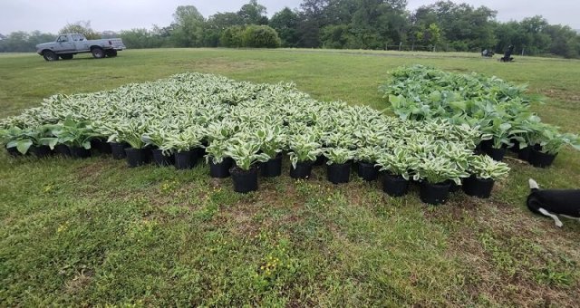 A row of potted hosta plants is arranged on a grassy field with trees in the background.