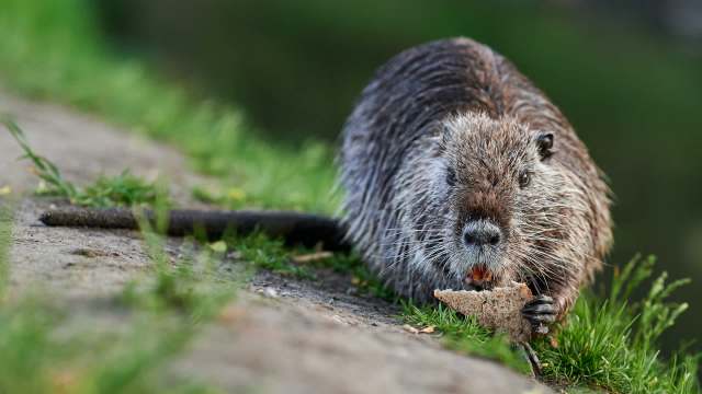 A beaver sitting on a riverbank, nibbling on a piece of bread surrounded by green grass.