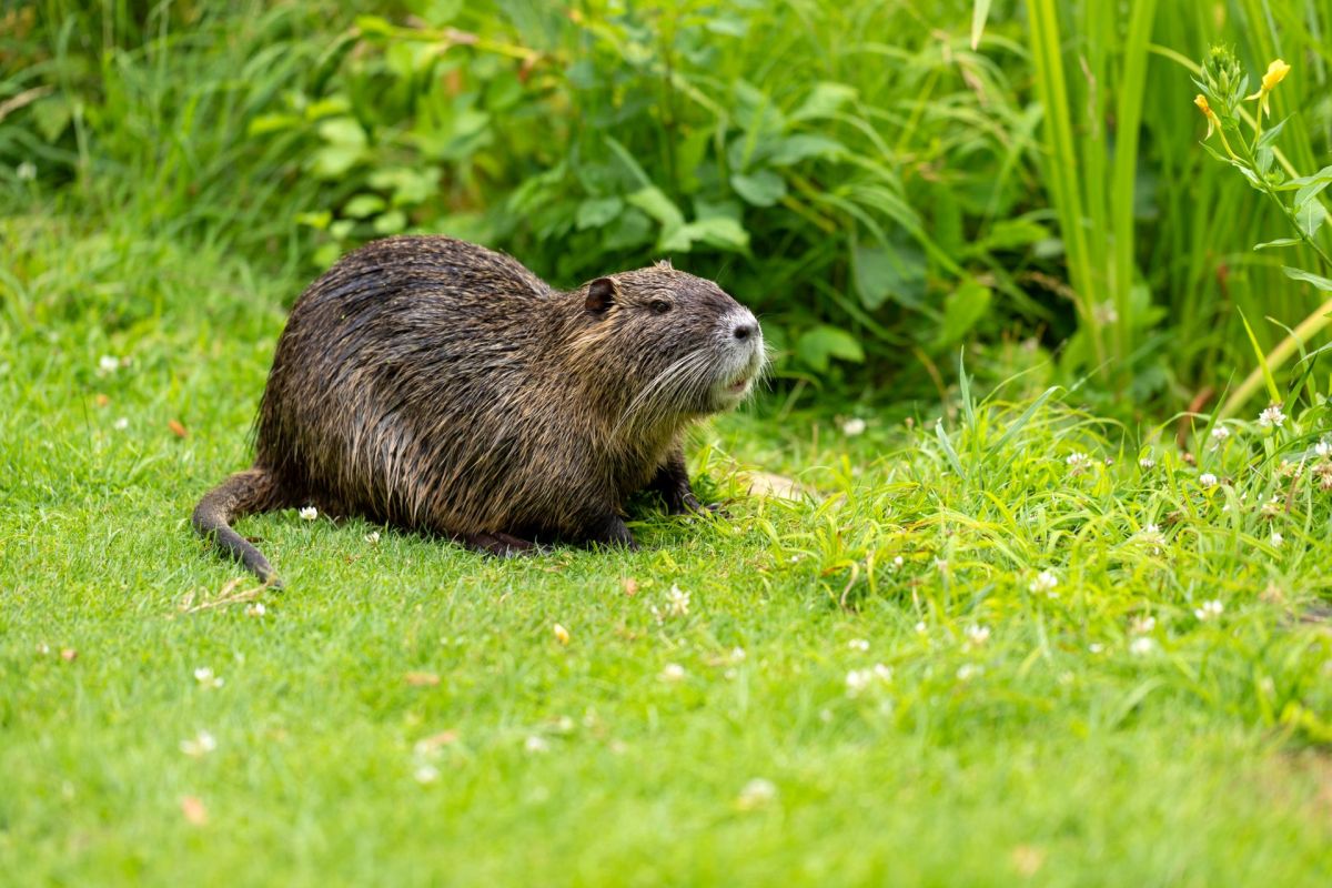 A large, furry nutria sits on green grass.