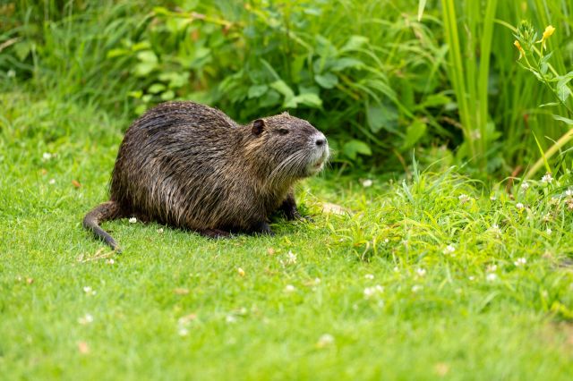 A large, furry nutria sits on green grass.