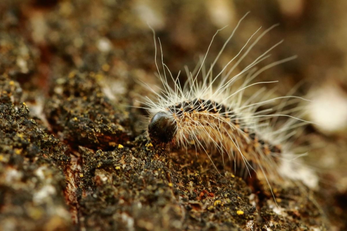 An oak processionary moth caterpillar.