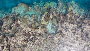 Aerial view of a graying coral reef under clear turquoise water.