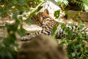 An ocelot lying on the ground.