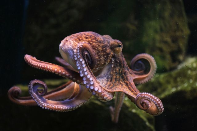 An octopus in its underwater habitat.
