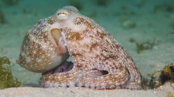 An octopus rests on the ocean floor.