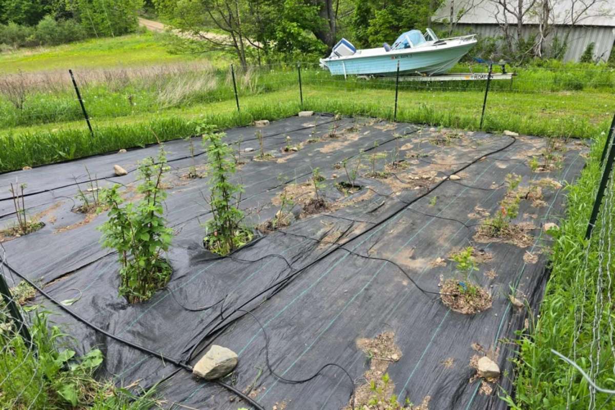 A fenced garden bed with young plants on black plastic mulch.
