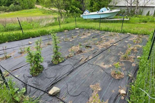 A fenced garden bed with young plants on black plastic mulch.