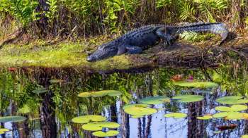 An alligator rests on the grassy bank near a pond filled with lily pads and surrounding greenery.