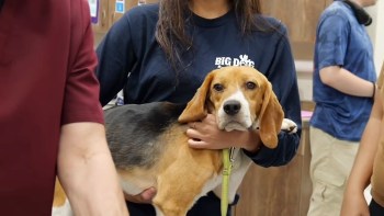 A person in a blue shirt holds a beagle in a veterinary clinic, surrounded by others in casual attire.