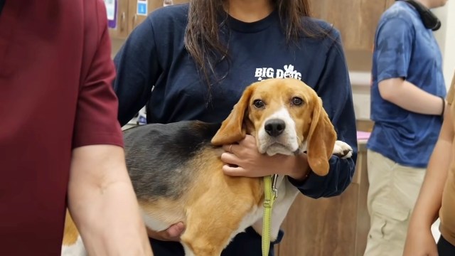A person in a blue shirt holds a beagle in a veterinary clinic, surrounded by others in casual attire.
