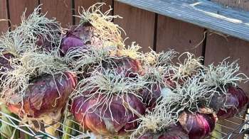 A group of red onions with long, white root sprouts resting on a wooden surface.