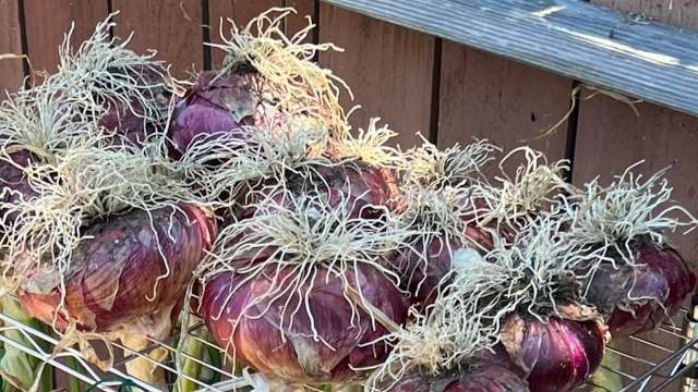 A group of red onions with long, white root sprouts resting on a wooden surface.