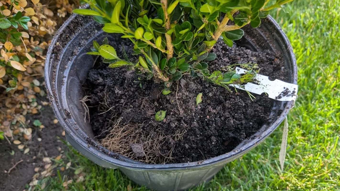 A potted green shrub sitting on grass.