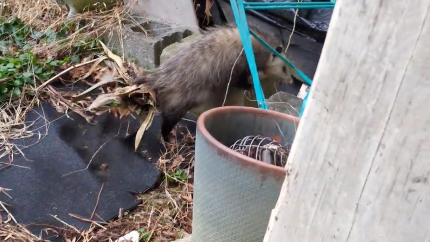 An opossum forages in a backyard with debris and scattered leaves.