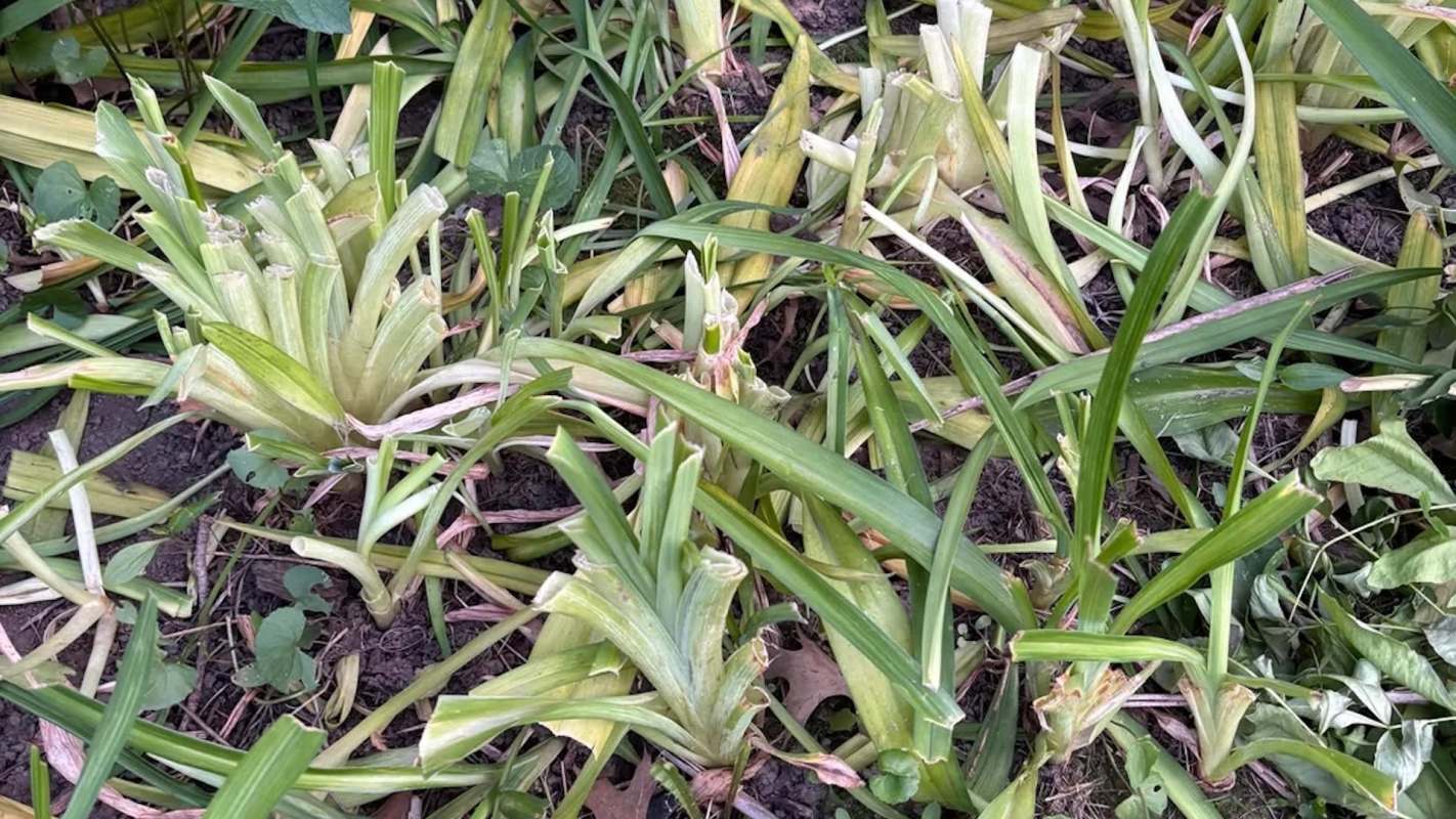 A patch of damaged green plants with cut stems and scattered leaves on the ground.