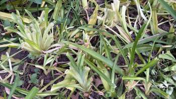A patch of damaged green plants with cut stems and scattered leaves on the ground.