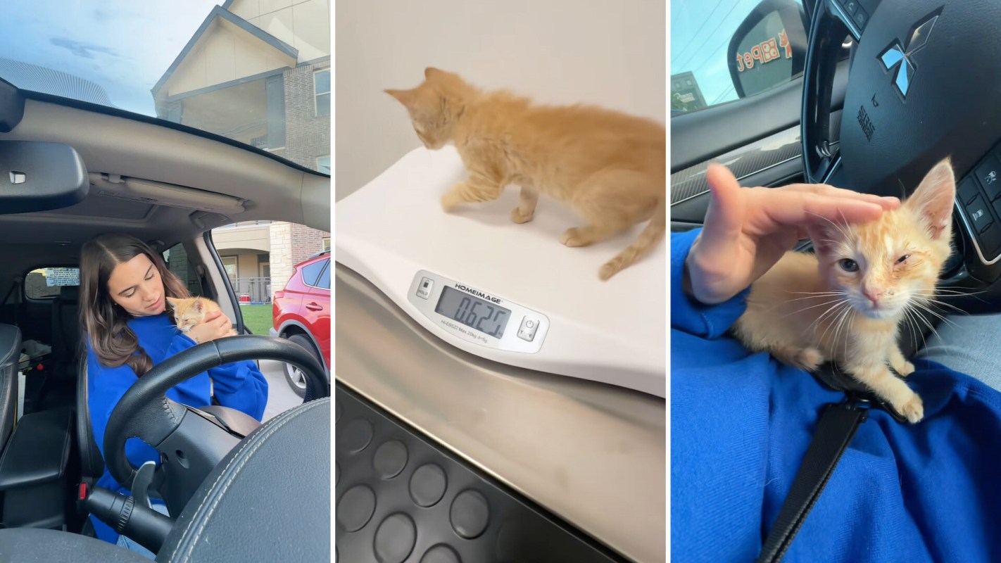 A woman in a blue sweater holds an orange kitten in a car, while the kitten also stands on a scale in another shot.