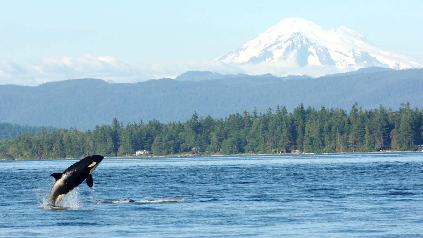 An orca leaps from the water with a snow-capped mountain and forested shoreline in the background.