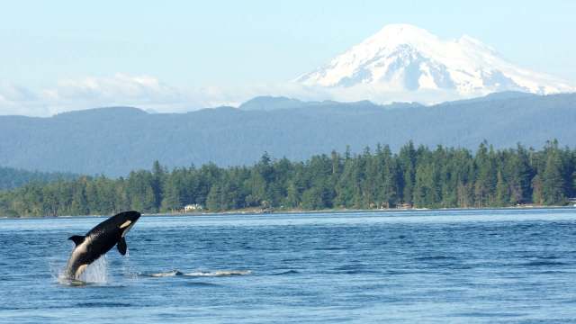 An orca leaps from the water with a snow-capped mountain and forested shoreline in the background.