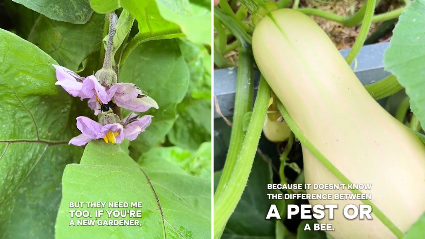 A close-up of purple flowers on a plant beside a butternut squash growing on a vine.
