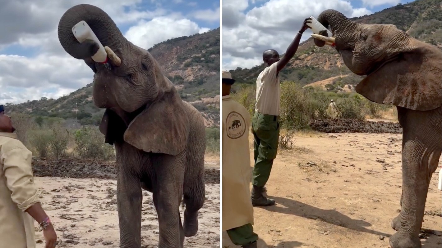 A person feeds a baby elephant from a bottle in a natural environment with hills in the background.