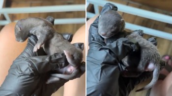 A person in black gloves holds a small, gray, mink kit in their hand.
