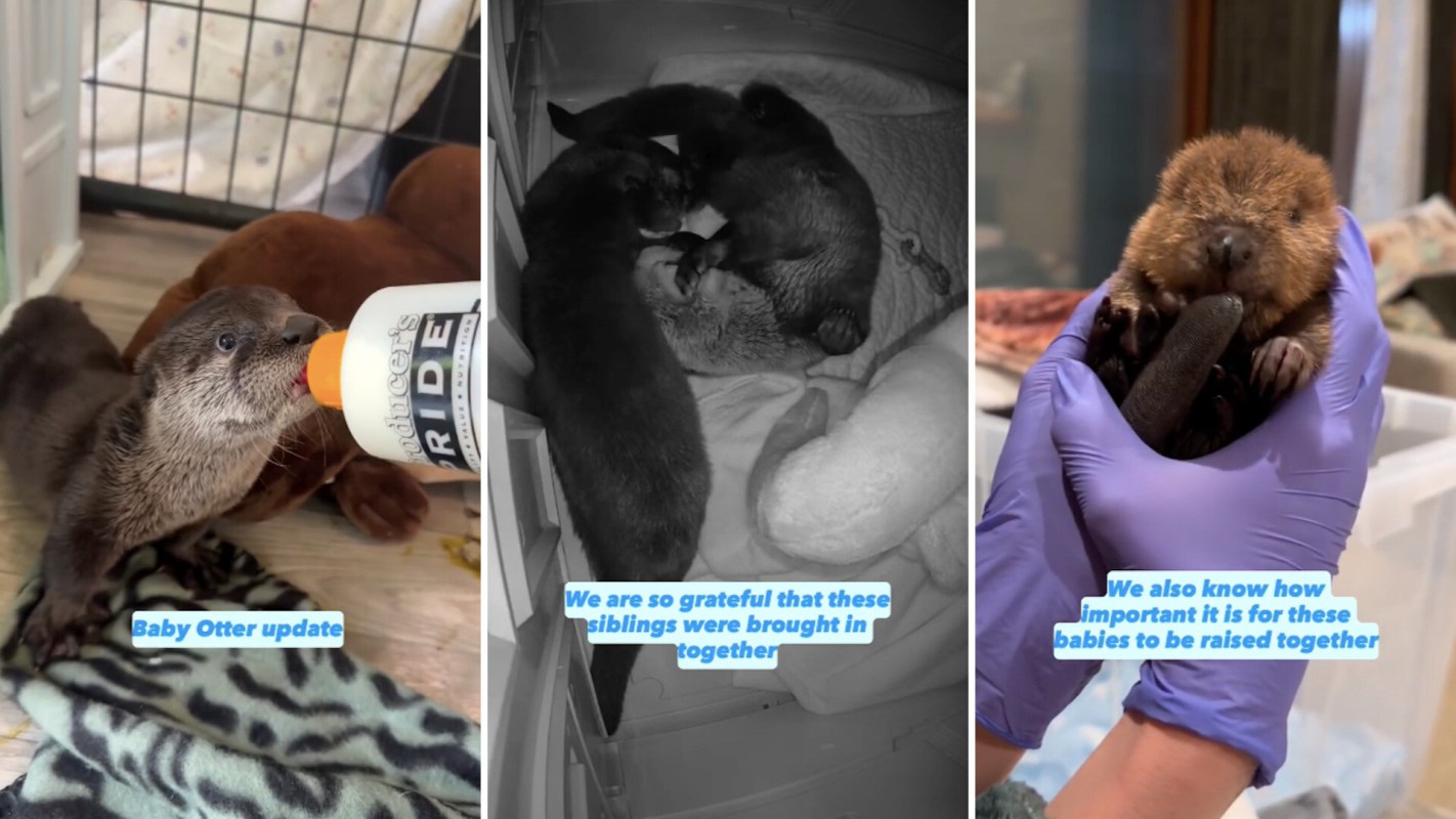 Three images of baby otters: one being bottle-fed, another sleeping together, and a third being held by a caregiver.