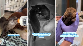 Three images of baby otters: one being bottle-fed, another sleeping together, and a third being held by a caregiver.