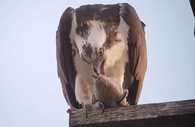 An osprey eating a fish.