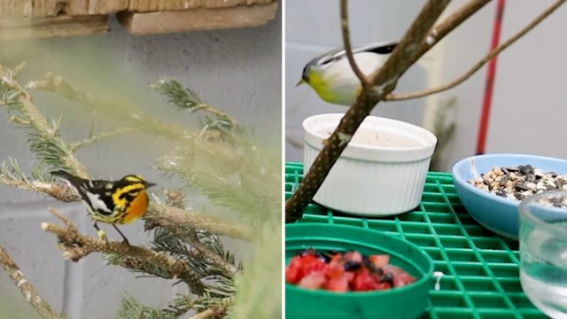 A colorful bird perched on a branch near feeding dishes with seeds and fruit on a green table.