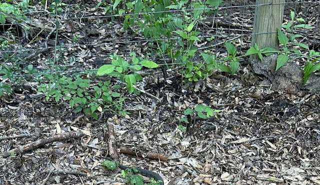 A small cluster of green plants growing in a forest floor covered with leaves and twigs near a wire fence.