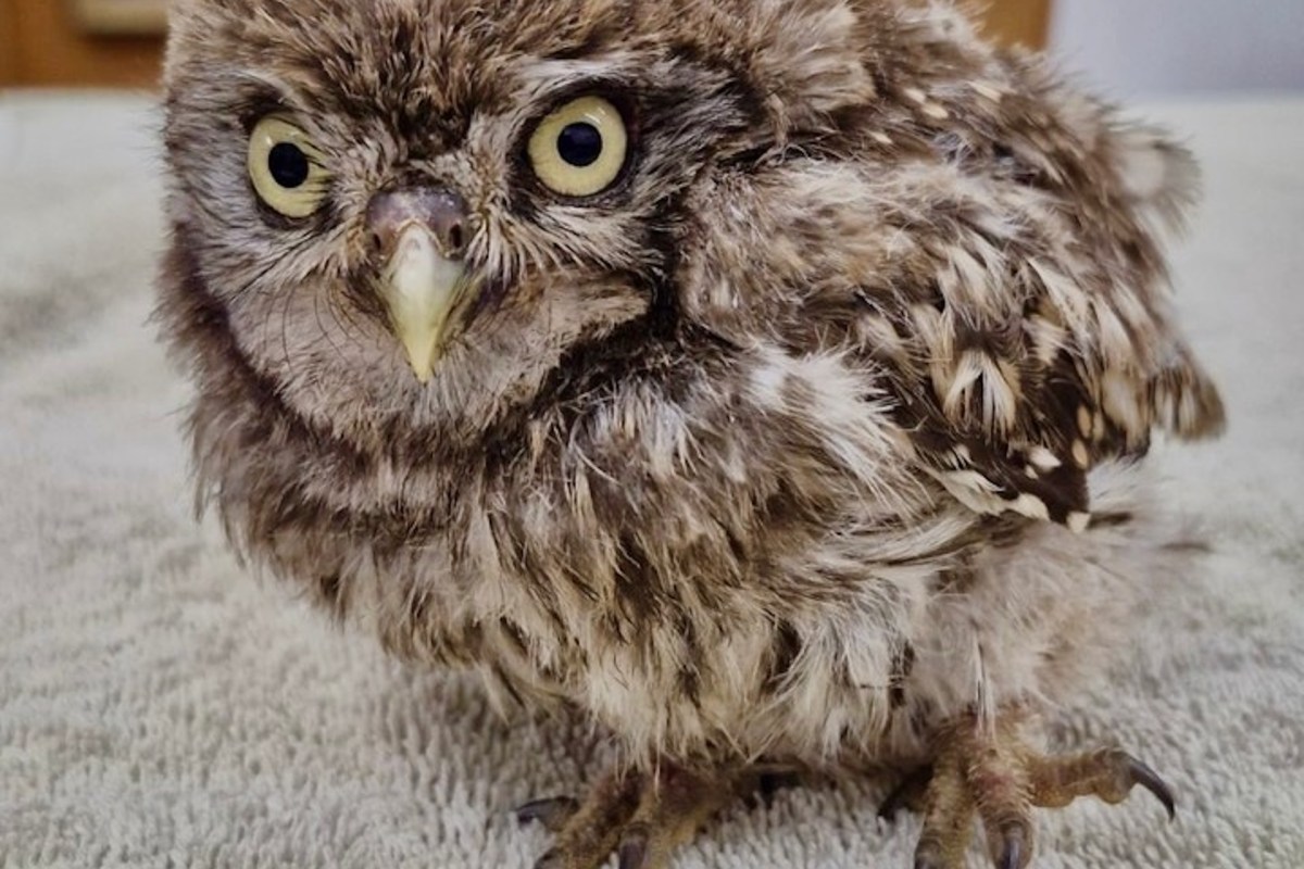 A fluffy brown owl with large eyes standing on a soft surface, appearing curious and alert.
