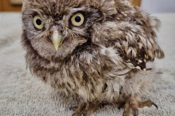 A fluffy brown owl with large eyes standing on a soft surface, appearing curious and alert.