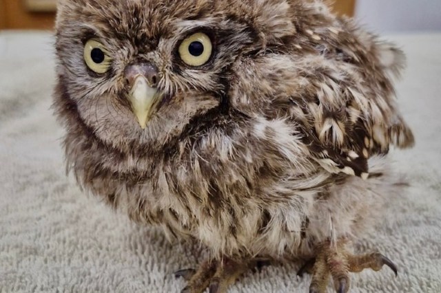 A fluffy brown owl with large eyes standing on a soft surface, appearing curious and alert.