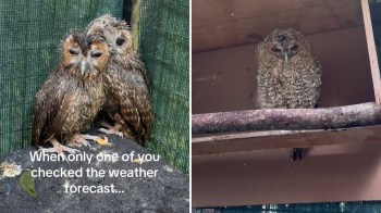 Two wet owls huddle closely together on a perch, while a third owl sits alone nearby, looking unbothered.