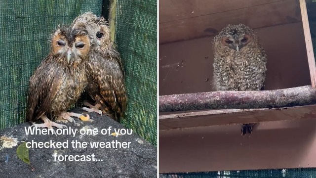 Two wet owls huddle closely together on a perch, while a third owl sits alone nearby, looking unbothered.