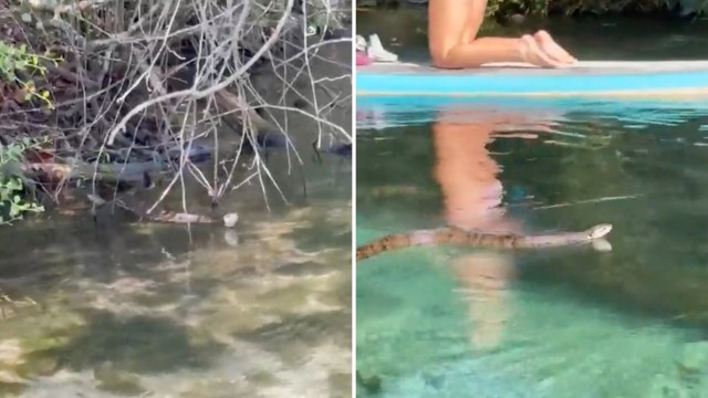 A snake swims near a person on a paddleboard in shallow water surrounded by vegetation.