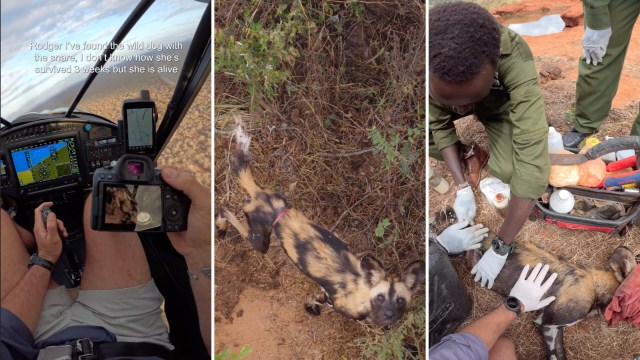 A wildlife rescue team tends to an injured wild dog found in a natural setting.