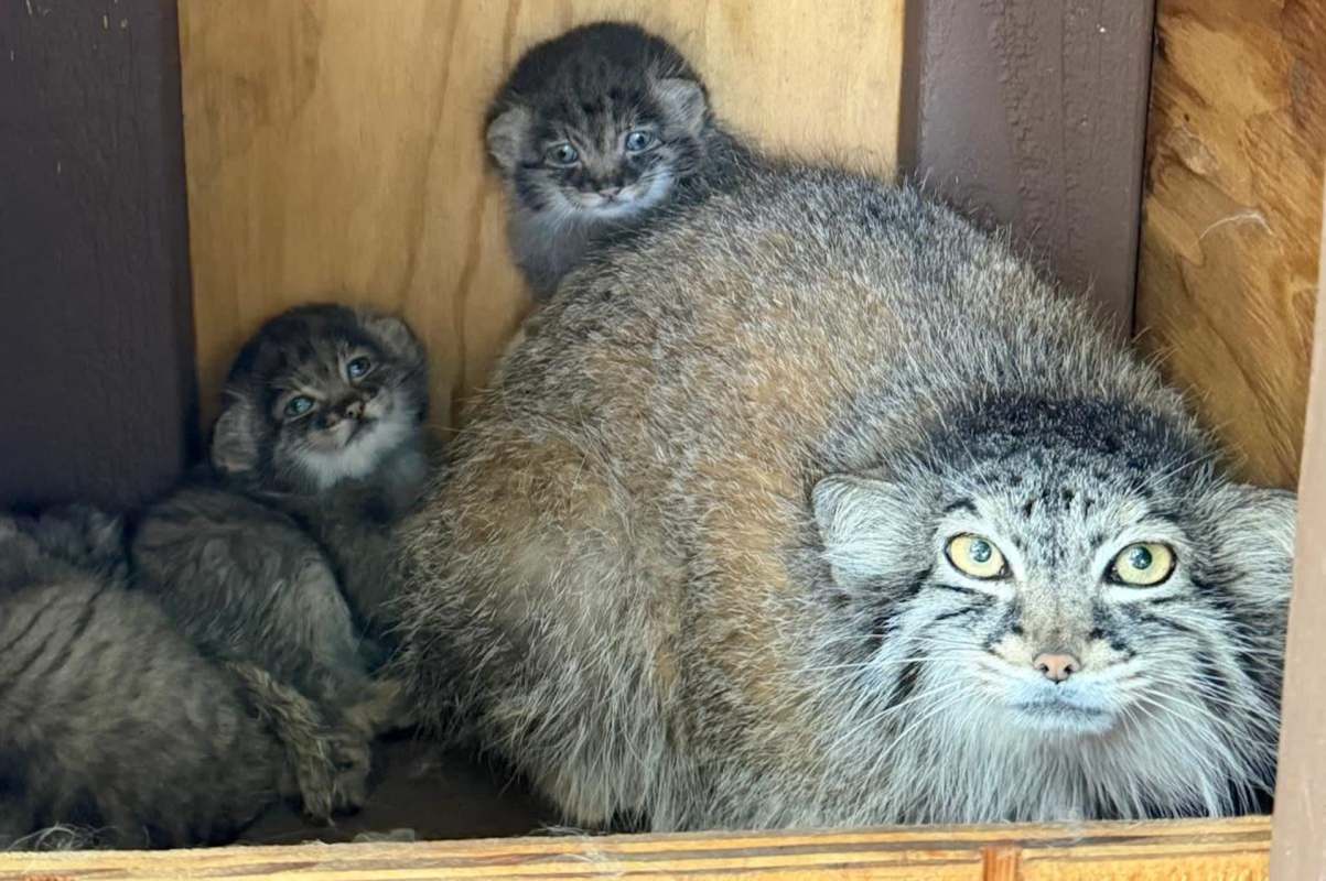 A mother and her two fluffy kittens sit together inside a cozy wooden enclosure.