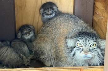 A mother and her two fluffy kittens sit together inside a cozy wooden enclosure.