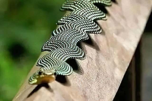 A paradise flying snake with a zigzag pattern rests on a wooden surface.