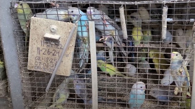 A variety of colorful budgerigars are crowded together in a wire cage.