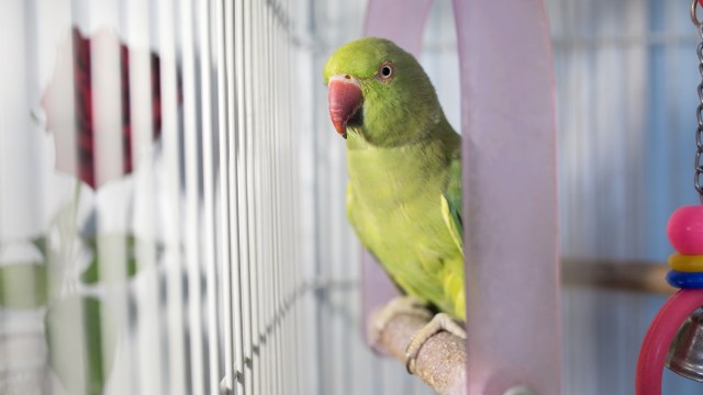 A green parrot perched on a branch inside a colorful birdcage with a blurred red rose in the background.