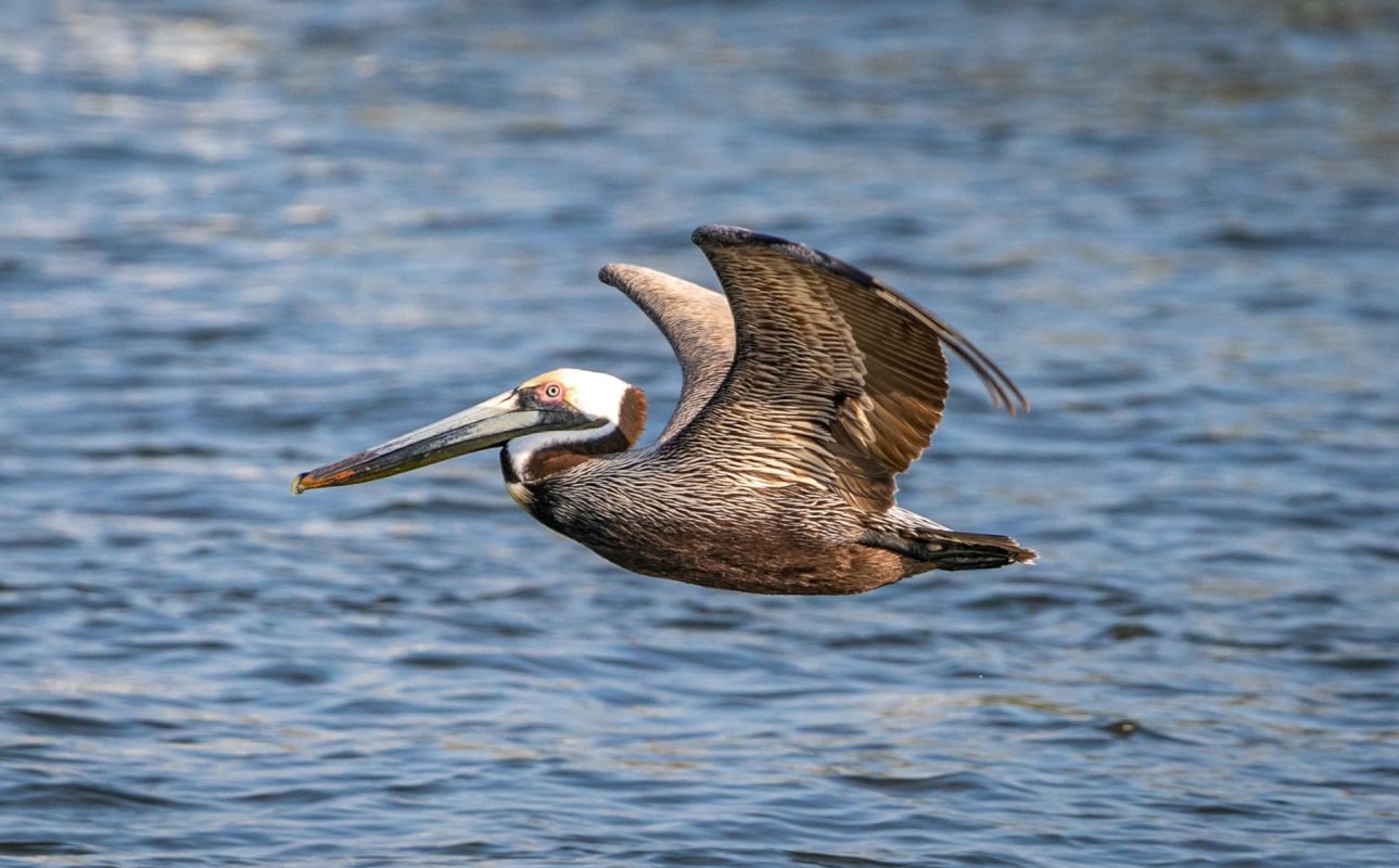 A brown pelican glides over calm blue water, showcasing its long beak and outstretched wings.