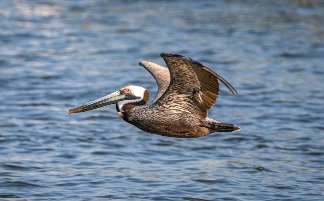 A brown pelican glides over calm blue water, showcasing its long beak and outstretched wings.