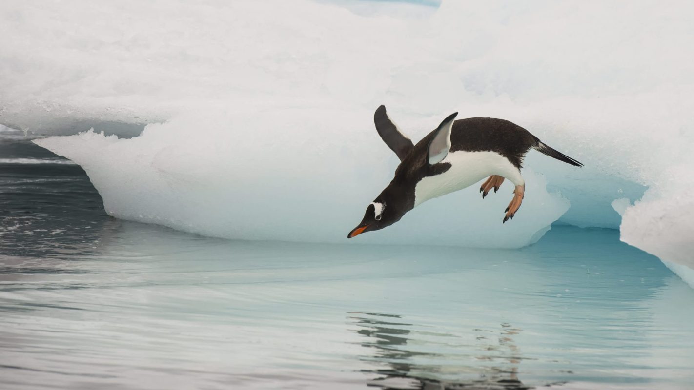 A Gentoo penguin dives into the icy water from a floating iceberg.