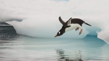 A Gentoo penguin dives into the icy water from a floating iceberg.