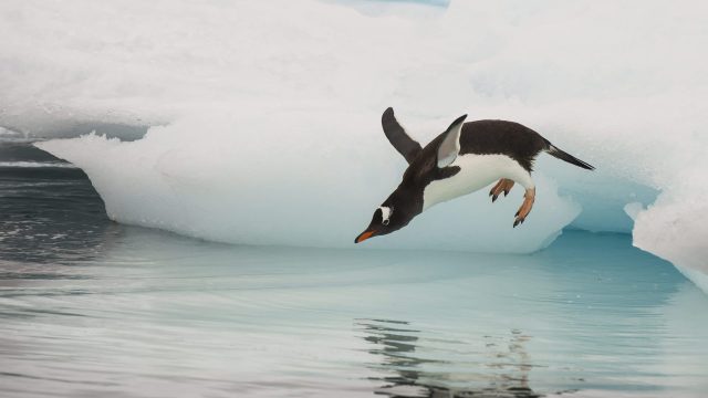 A Gentoo penguin dives into the icy water from a floating iceberg.